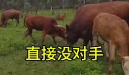 牛的视频,温馨农场生活剪影